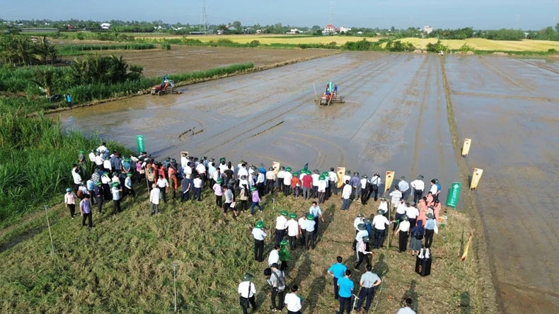 Tien Giang province implements the 'One million hectare of high-quality rice project'. Tien Giang province implements the 'One million hectare of high-quality rice project'.