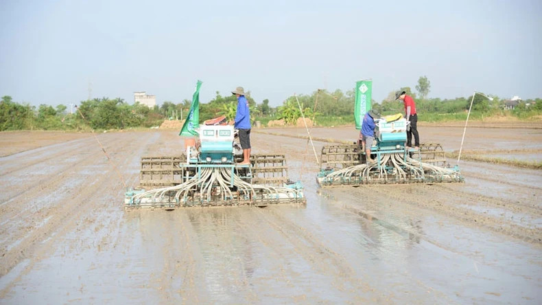 Pilot models under the 'One million hectare of high-quality rice project' remain small in scale—ranging from a few hundred to a few thousand hectares or tens of thousands of tonnes of rice. Pilot models under the 'One million hectare of high-quality rice project' remain small in scale—ranging from a few hundred to a few thousand hectares or tens of thousands of tonnes of rice.