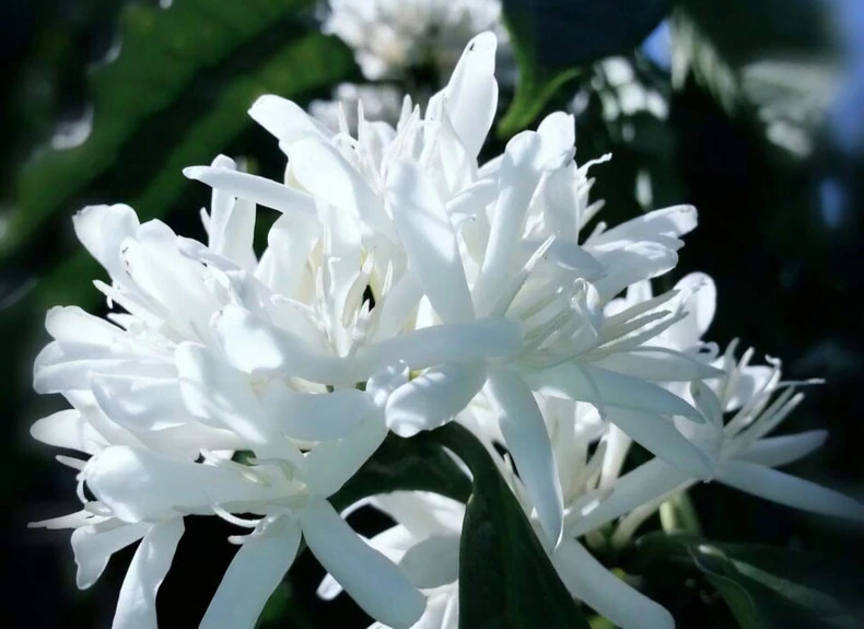 The white flowers of Khe Sanh Arabica coffee The white flowers of Khe Sanh Arabica coffee