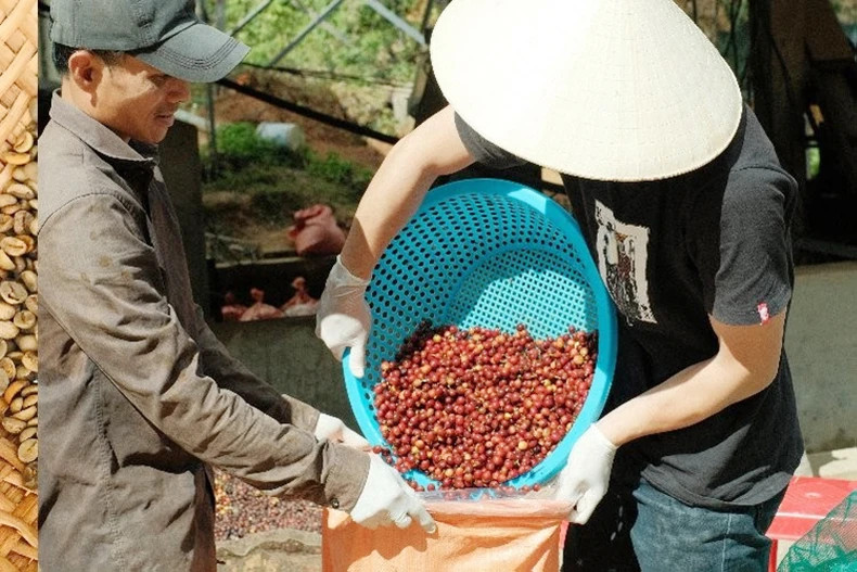 The washed coffee is placed into a plastic bag for fermentation. The washed coffee is placed into a plastic bag for fermentation.