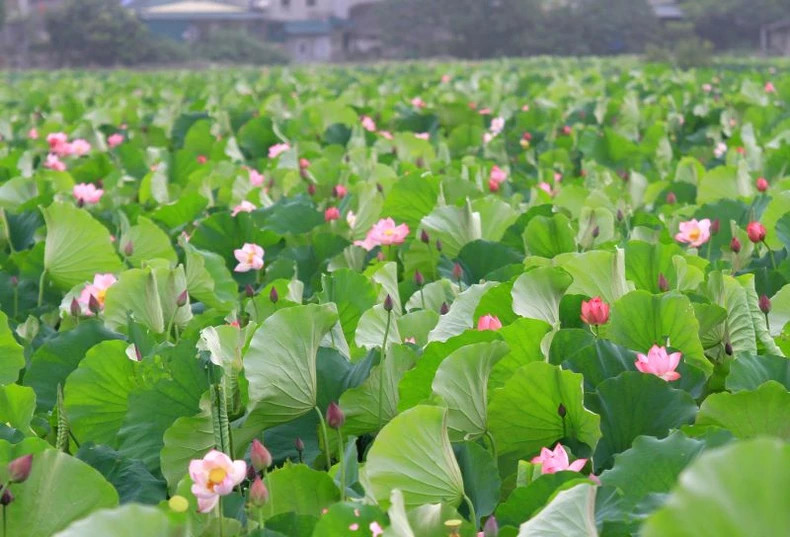 Tay Ho District restores the lotus growing area around the West Lake area. Photo: Duy Linh. Tay Ho District restores the lotus growing area around the West Lake area. Photo: Duy Linh.