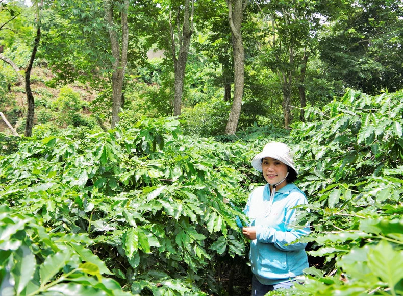 Model of biodiversity coffee forest garden by Ngoc Tram. Model of biodiversity coffee forest garden by Ngoc Tram.