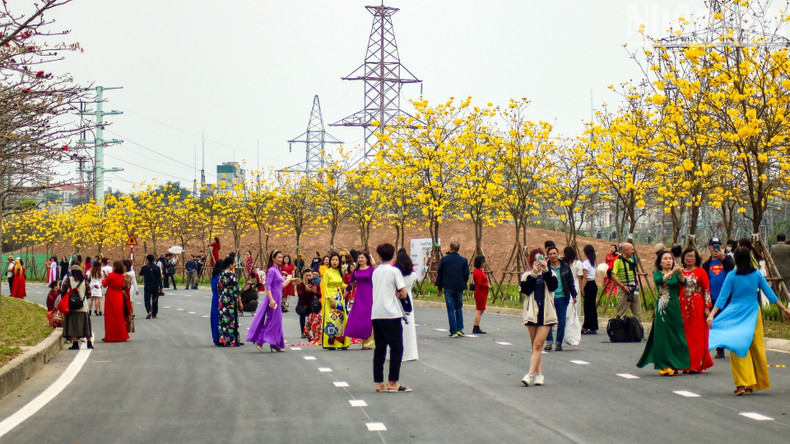 The trumpet-shaped flowers are in abundant yellow. The trumpet-shaped flowers are in abundant yellow.