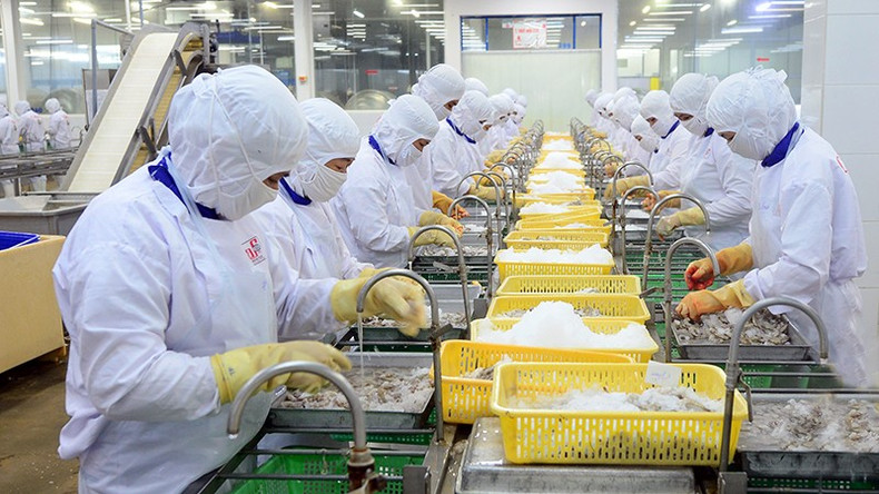 Processing seafood for export at Cafatex Seafood Joint Stock Company in Hau Giang Province. (Photo: Tran Quoc)