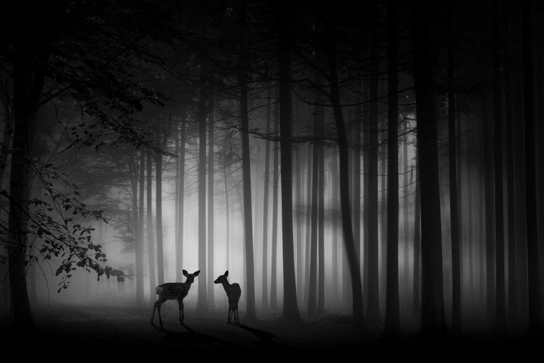 The ISF’s gold prize winner in the monochrome freedom category went to the photo entitled ‘Foggy dawn’ by Ma Yaping from China.