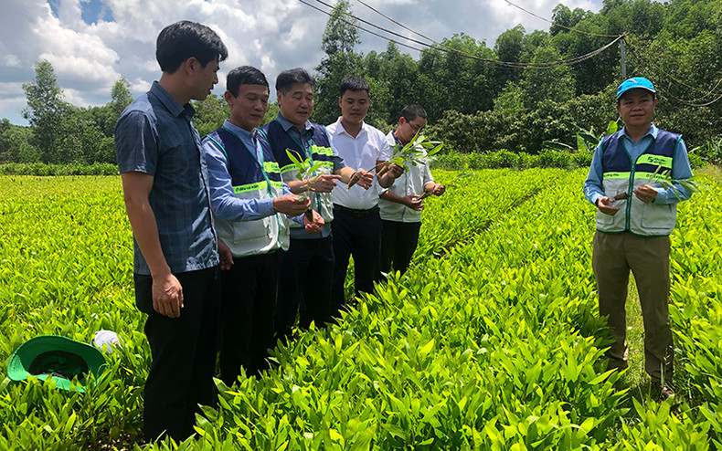 A tree nursery model in Vinh Ha Commune, Vinh Linh District, Quang Tri Province A tree nursery model in Vinh Ha Commune, Vinh Linh District, Quang Tri Province