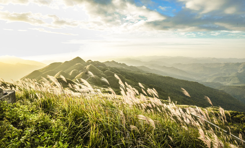 The blooming season of reed grass in Binh Lieu starts in early winter (Photo: hanoimoi.com.vn)