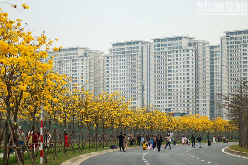 Rows of golden trumpet trees are grown on both sides of the road, giving the landscape a brilliant appearance. Rows of golden trumpet trees are grown on both sides of the road, giving the landscape a brilliant appearance.
