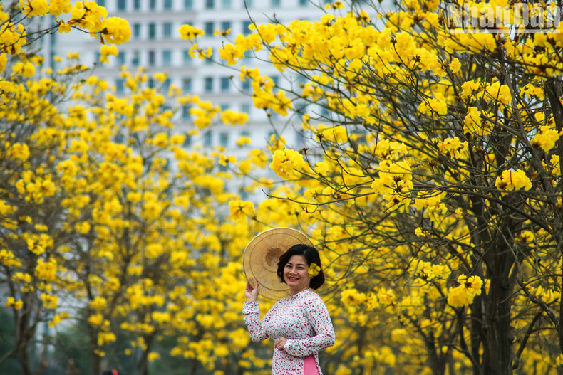 A woman wearing a Vietnamese Ao Dai with a conical hat poses against a background of dazzling yellow tabebuia trees. A woman wearing a Vietnamese Ao Dai with a conical hat poses against a background of dazzling yellow tabebuia trees.