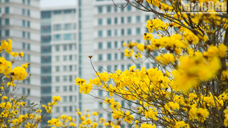 The trees, commonly called golden trumpet trees, enter their blooming season in spring, from February to May. The trees, commonly called golden trumpet trees, enter their blooming season in spring, from February to May.