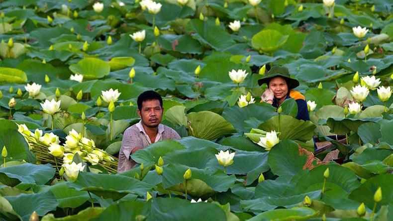 Engineer Nguyen Van Thuy and his wife sit next to a lotus pond at the centre Engineer Nguyen Van Thuy and his wife sit next to a lotus pond at the centre