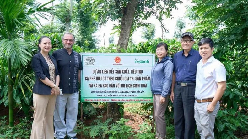 Linking the production and consumption of organic coffee according to the product value chain associated with eco-tourism is increasingly developing in Dak Lak.