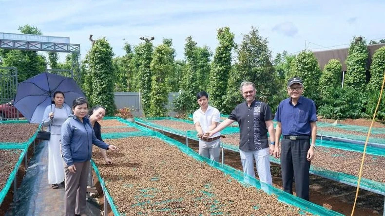 Foreign partners visit the organic coffee processing facility of Vuong Thanh Cong Production and Trading Company Limited, Buon Ma Thuot City, Dak Lak Province.