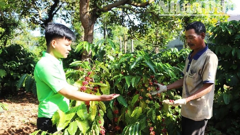 Many areas of replanted coffee in Dak Lak have high productivity and economic efficiency.