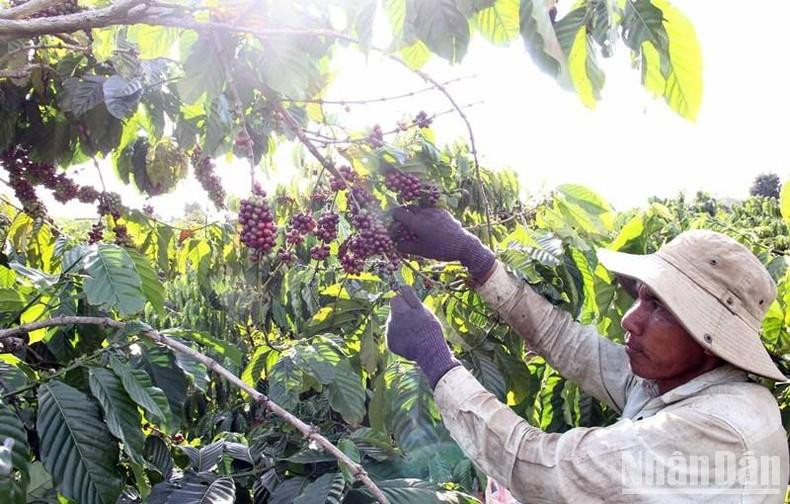 Farmer in Lam Dong Province harvest coffee.