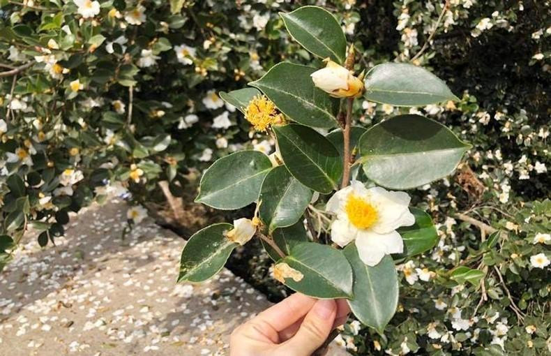 The 'so' flower is within the tea family, and is yellow-white in colour. The 'so' flower is within the tea family, and is yellow-white in colour.