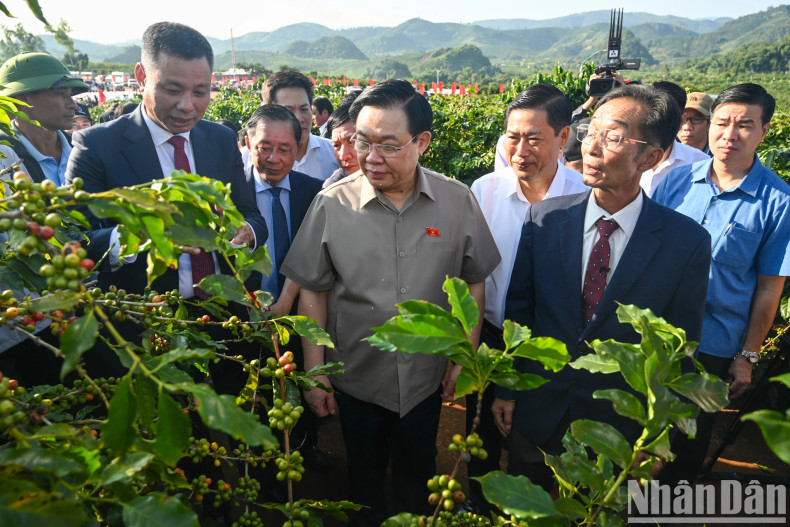 National Assembly Chairman Vuong Dinh Hue and delegates visit the coffee farms in Hoang Van Thu village. National Assembly Chairman Vuong Dinh Hue and delegates visit the coffee farms in Hoang Van Thu village.