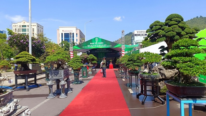 Hundreds of bonsai works are displayed at the exhibition.