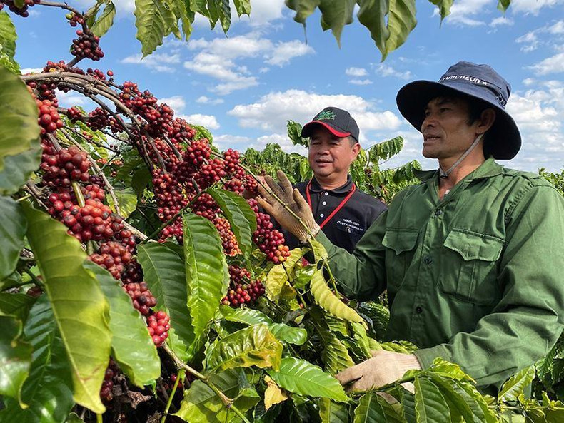 Vietnam has potential to export about 160 million USD of coffee to Sweden. Vietnam has potential to export about 160 million USD of coffee to Sweden.