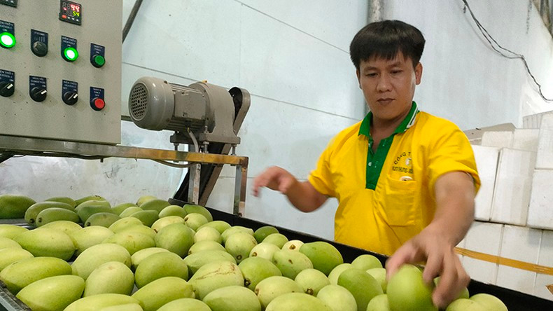 Mango for export at Kim Nhung Co., Ltd., Cao Lanh City, Dong Thap Province. (Photo: Huu Nghia)