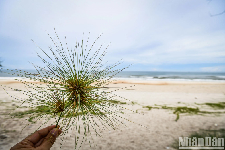 Grass on white sand.