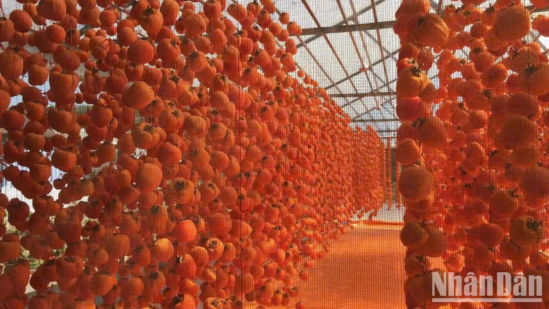 Lam Dong wind-hanging persimmon production model. Lam Dong wind-hanging persimmon production model.