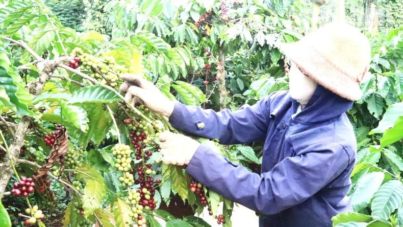 Many farmers in Dak Lak produce coffee according to the circular agricultural model, but the area is not large.