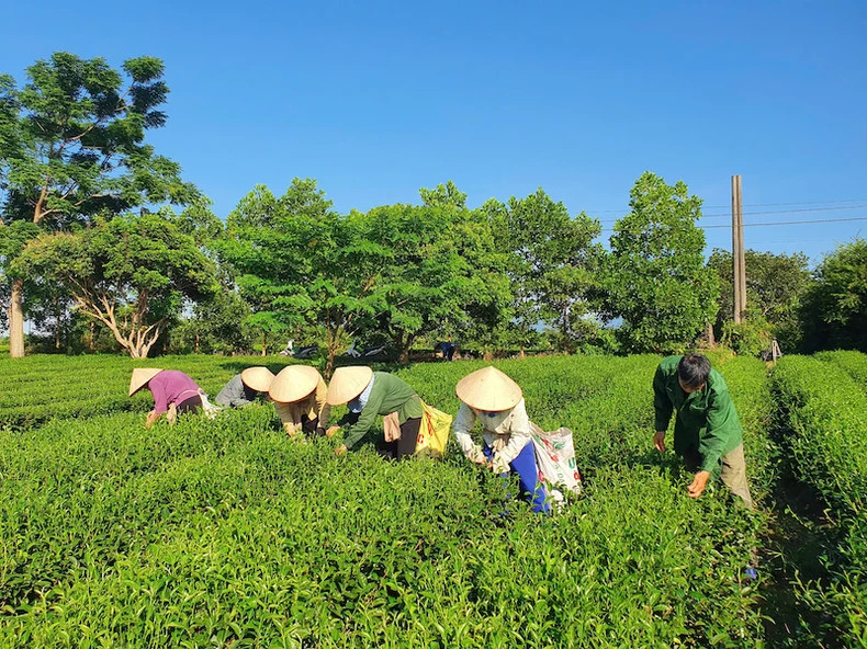 The tea harvesting process is carried out according to the standard of "1 bud, 2 leaves" The tea harvesting process is carried out according to the standard of "1 bud, 2 leaves"
