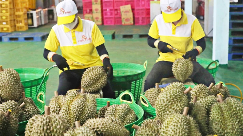 Durian is a bright spot in the fruit and vegetable export picture. Durian is a bright spot in the fruit and vegetable export picture.