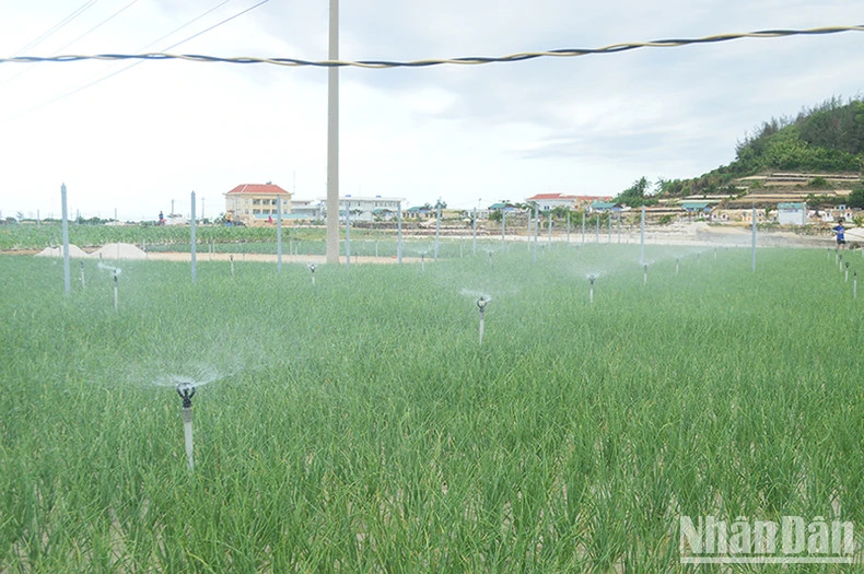 Farmers in Ly Son Island District apply automatic sprinkler technology to agricultural production.