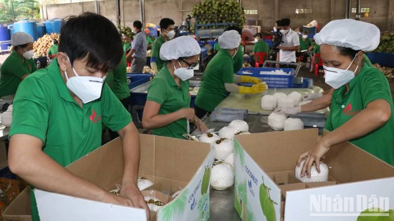 Ben Tre coconut products exported to 90 countries and territories. (Photo: HOANG TRUNG) Ben Tre coconut products exported to 90 countries and territories. (Photo: HOANG TRUNG)