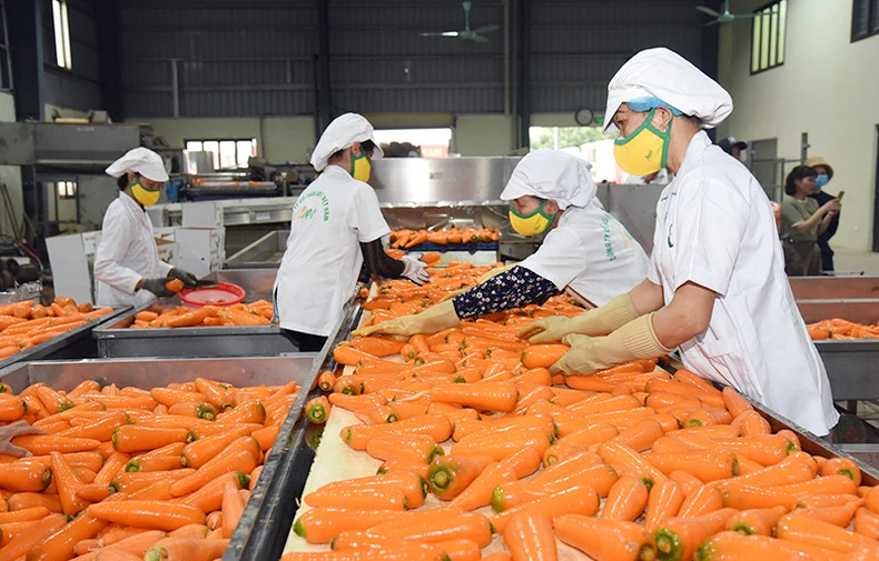 Processing carrots for export at AMEII Vietnam Joint Stock Company (Hai Duong province). (Photo: DUC ANH)