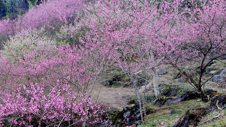 Late-blooming peach blossoms in the border commune of Cao Ma Po, Quan Ba District. Late-blooming peach blossoms in the border commune of Cao Ma Po, Quan Ba District.