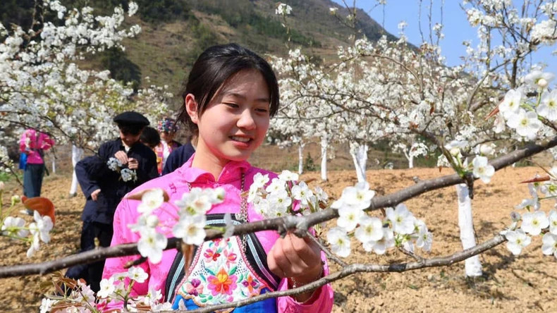 In spring, peach and pear blossoms bloom on Dong Van Karst Plateau, attracting tourists. In spring, peach and pear blossoms bloom on Dong Van Karst Plateau, attracting tourists.