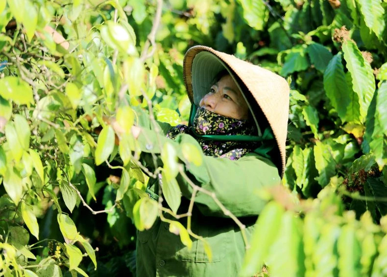 Farmers are excited when pepper prices reach an 8-year high.