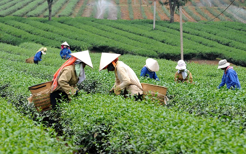 Tea harvesting in Gia Nghia City, Dak Nong Povince. (Photo by NGUYEN DANG)
