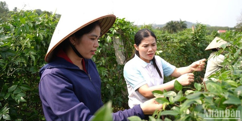 Nguyen Thi Kim Dung (L), Director of the Lien Chung Ginseng Production and Consumption Cooperative in Bac Giang Province, introduces the ginseng cultivation model. (Photo: Minh Thuy) Nguyen Thi Kim Dung (L), Director of the Lien Chung Ginseng Production and Consumption Cooperative in Bac Giang Province, introduces the ginseng cultivation model. (Photo: Minh Thuy)