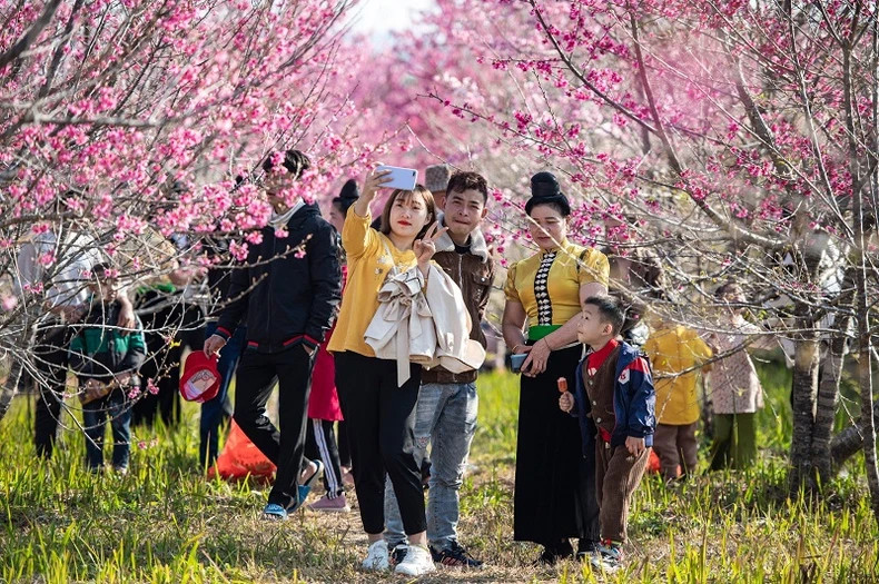Tourists take photos of the blooming cherry blossoms in Pa Khoang flower island.