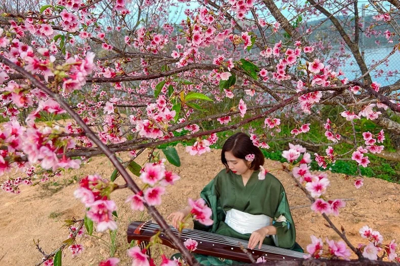 Pa Khoang flower island is home to around 100,000 cherry blossom trees.