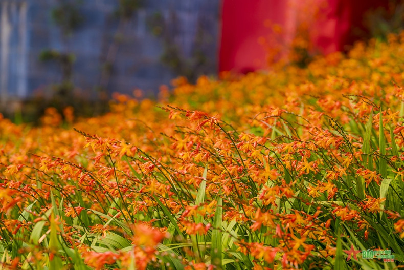Crocosmia flowers drenched in brilliant red on Mount Fansipan ảnh 1