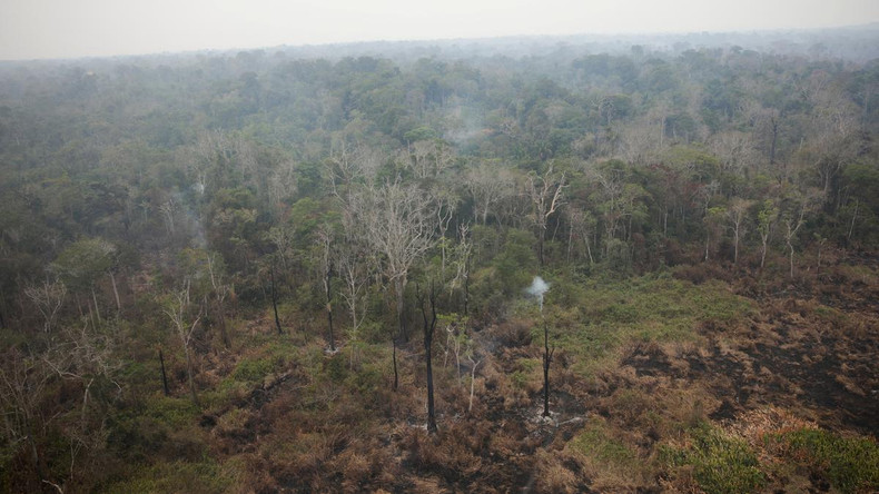 Forest fires become increasingly devastating ảnh 1