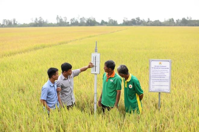 Vietnam is developing one million hectares of high-quality, and low-carbon rice fields in the Mekong Delta region. (Photo: VNA)