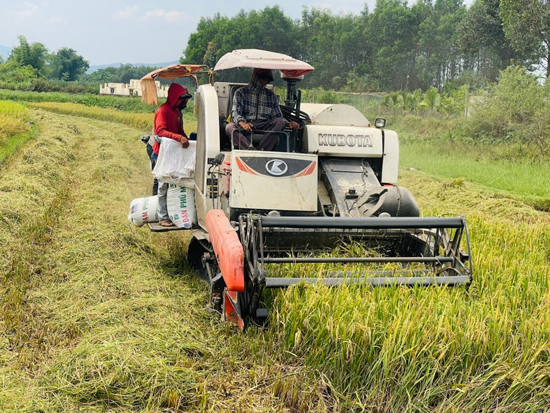 Quang Ngai Province now has nearly 1,000 combine harvesters (Photo: kinhtedothi.vn) Quang Ngai Province now has nearly 1,000 combine harvesters (Photo: kinhtedothi.vn)