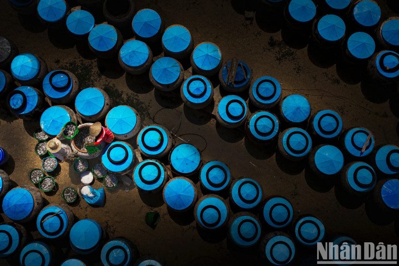 Coastal people make fish sauce from some types of fish caught from the sea. Coastal people make fish sauce from some types of fish caught from the sea.