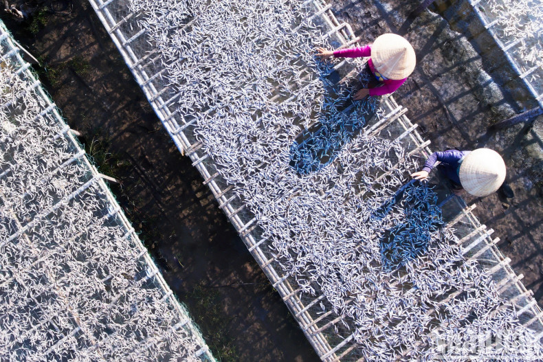 Fishing villagers in Cam Ranh dry anchovies. Fishing villagers in Cam Ranh dry anchovies.