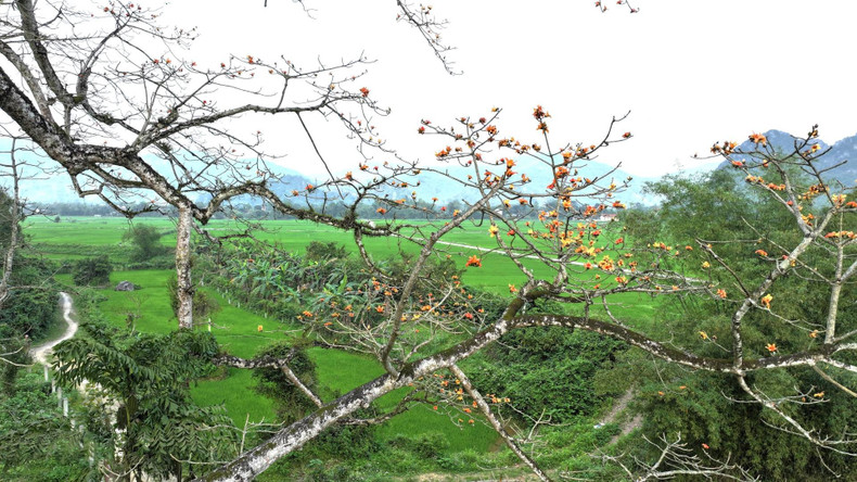 The tree grows under a limestone mountain, with a trunk so large that it would take ten people to encircle it. The tree grows under a limestone mountain, with a trunk so large that it would take ten people to encircle it.
