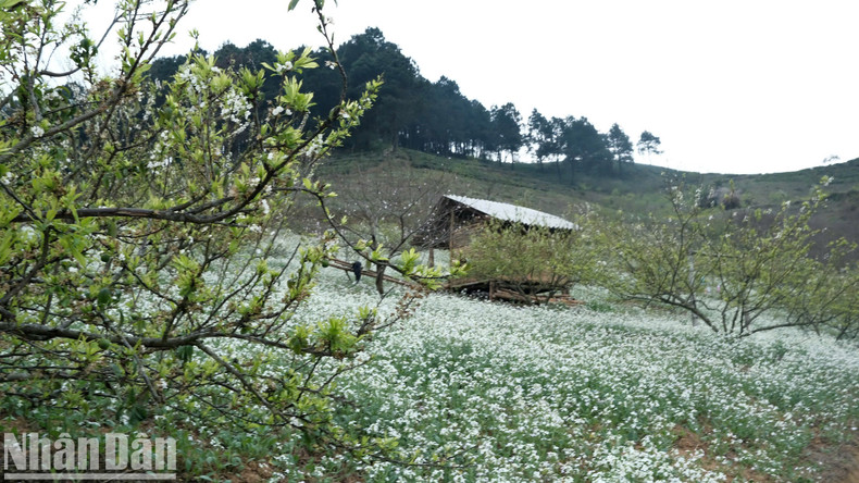 The blooming flowers transform the landscape into a sea of pristine white. The blooming flowers transform the landscape into a sea of pristine white.