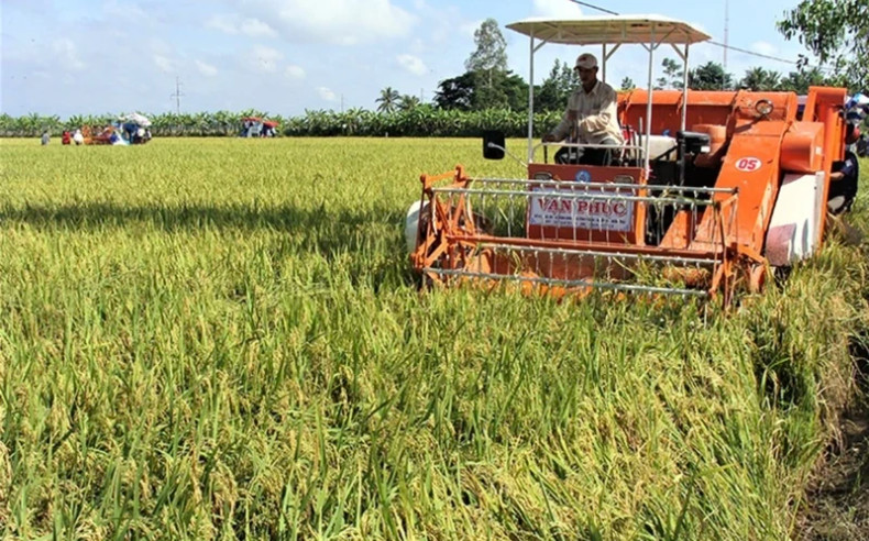 Farmer harvesting rice in Soc Trang Province Farmer harvesting rice in Soc Trang Province
