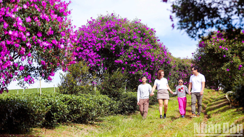 Many tourists bring their families to admire the captivating natural scenery. Many tourists bring their families to admire the captivating natural scenery.