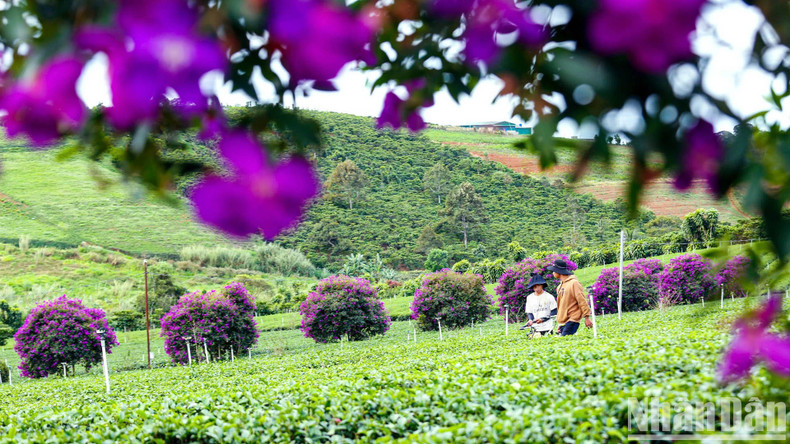 This is a variety of melastoma imported from Australia. When fully grown, the plants can reach over 3 meters in height and spread 3 to 5 meters. Their flowers are dark purple with thick and large petals. This is a variety of melastoma imported from Australia. When fully grown, the plants can reach over 3 meters in height and spread 3 to 5 meters. Their flowers are dark purple with thick and large petals.